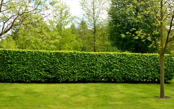 Hedge Planting in Eau Claire