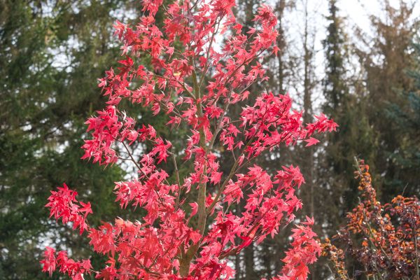 Japanese Maple Planting in Eau Claire