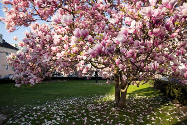 Magnolia Tree Planting in Eau Claire