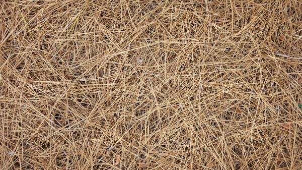 Pine Needles Delivery in Eau Claire