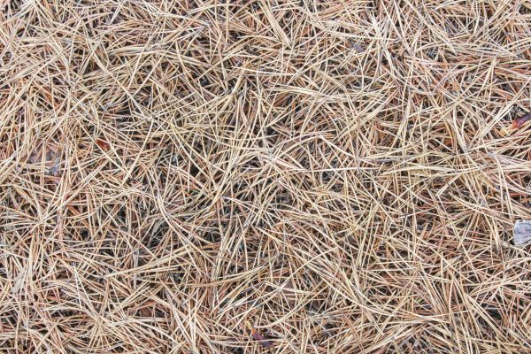 Pine Straw Installation in Eau Claire