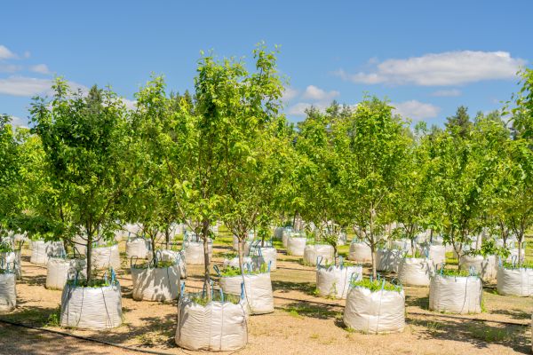 Tree Planting Service in Eau Claire