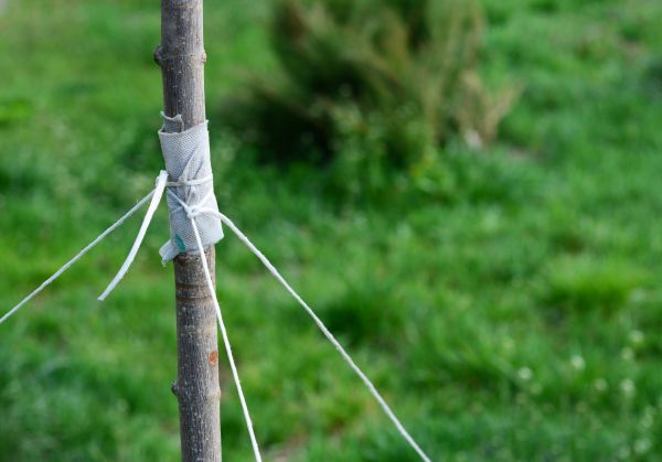 Tree Staking Service in Eau Claire
