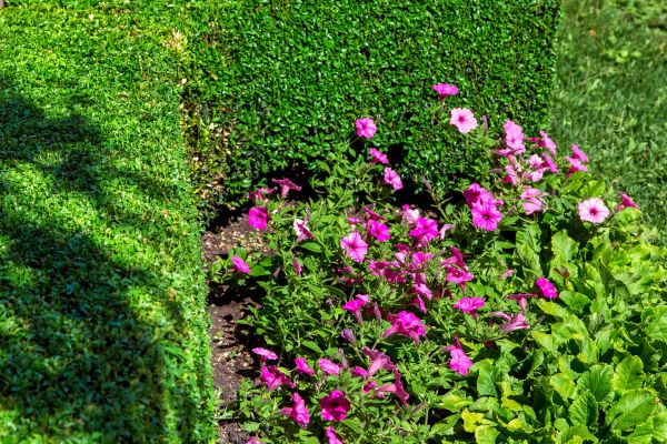 Softscaping Service in Eau Claire