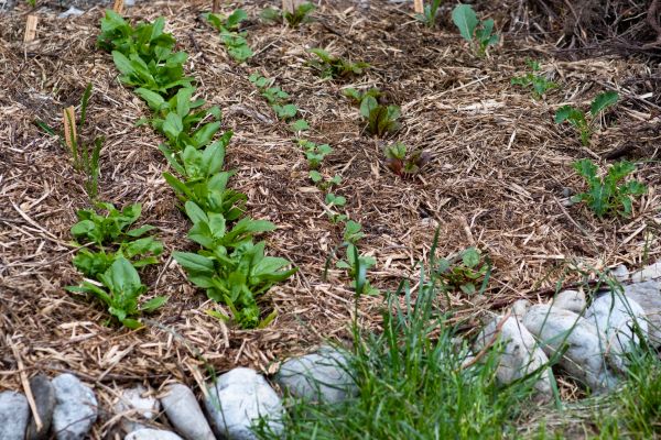 Mulch Service in Eau Claire
