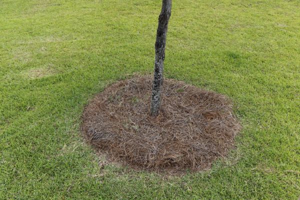 Pine Straw Spreading in Eau Claire