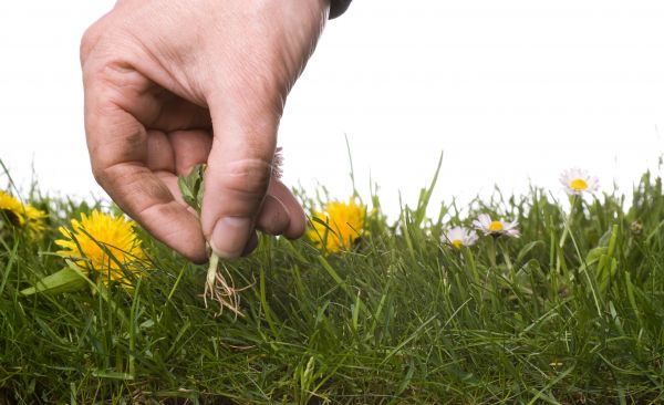 Lawn Weeding in Eau Claire