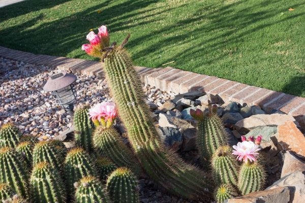 Desert Landscaping in Eau Claire