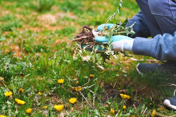 Flower Bed Clearing in Eau Claire