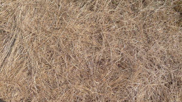 Pine Straw Replacement in Eau Claire