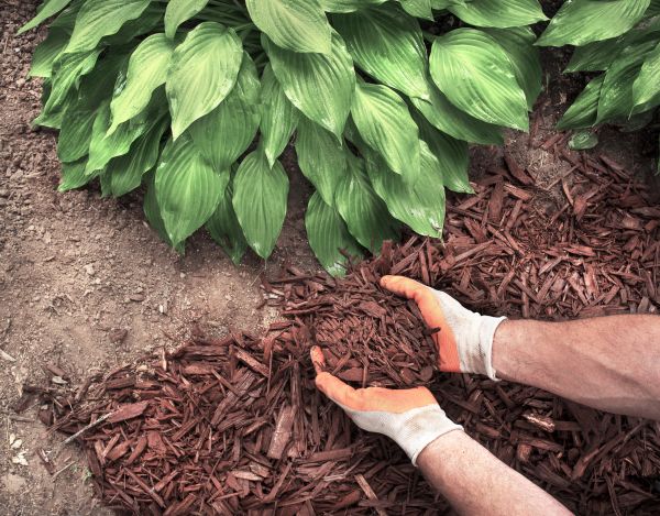 Bark Spreading in Eau Claire