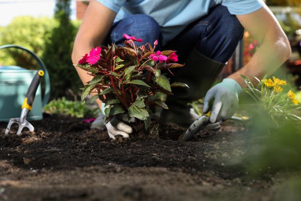 Plant Replacement in Eau Claire