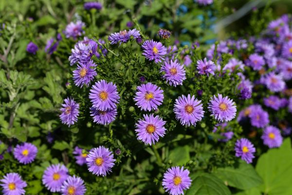 Perennial Flower Planting in Eau Claire