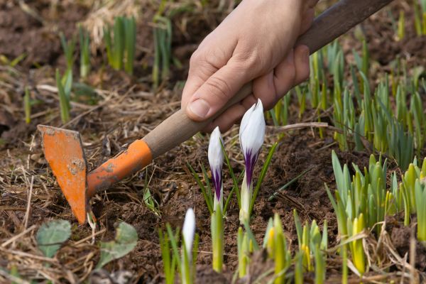 Flower Garden Weeding in Eau Claire