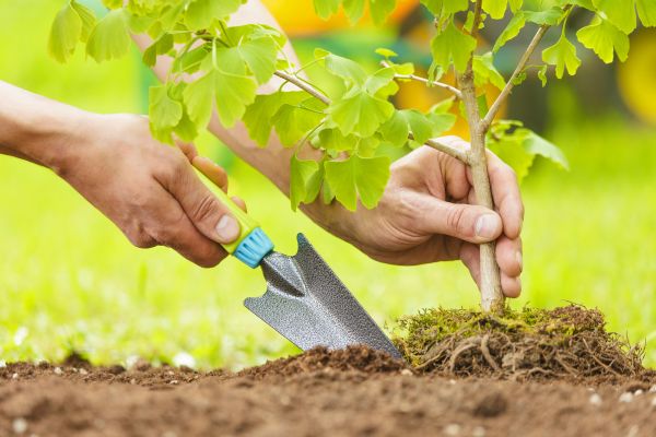 Fruit Tree Planting in Eau Claire