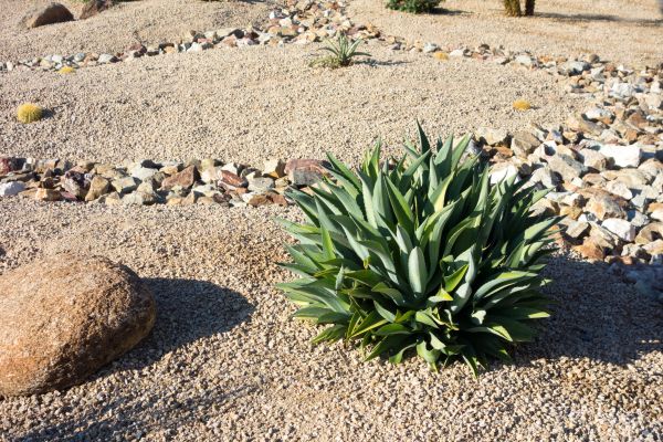 Xeriscaping Service in Eau Claire