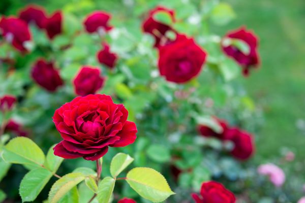 Rose Planting in Eau Claire