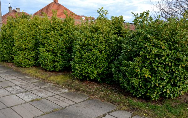 Privacy Shrub Installation in Eau Claire