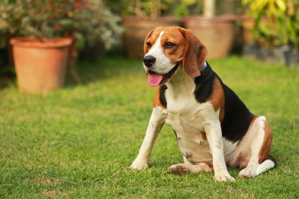 Dog Friendly Landscaping in Eau Claire