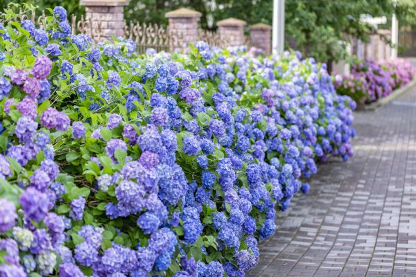 Hydrangea Landscaping in Eau Claire