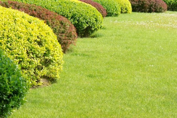 Shrubbery Planting in Eau Claire