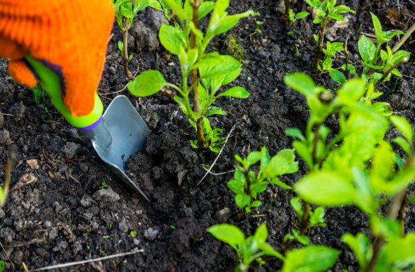 Hydrangea Planting in Eau Claire