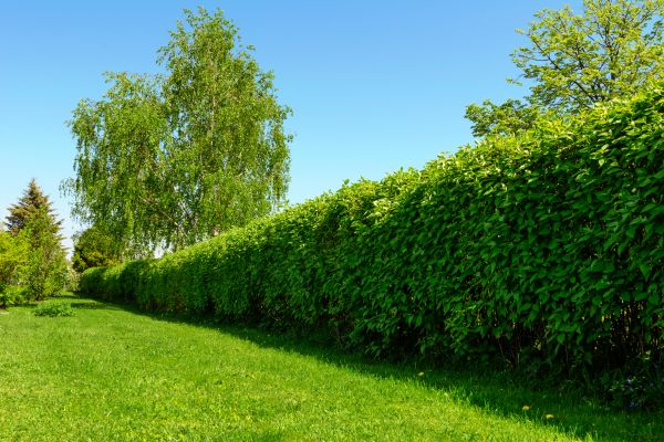 Hedge Replacement in Eau Claire