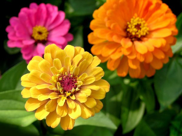 Zinnia Planting in Eau Claire