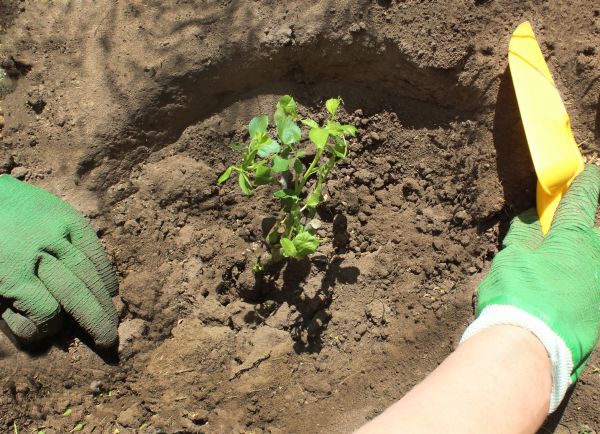 Rose Bush Planting in Eau Claire