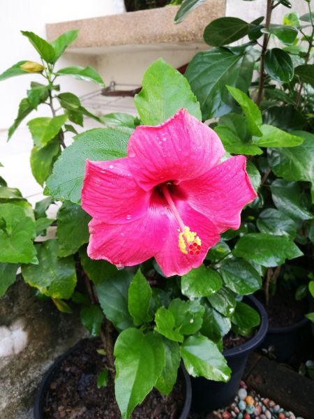 Hibiscus Planting in Eau Claire