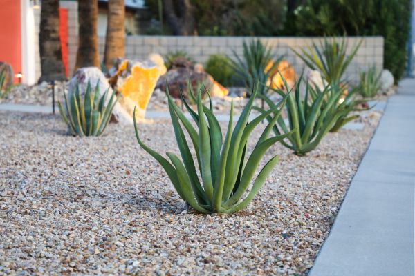 Drought Resistant Landscaping in Eau Claire