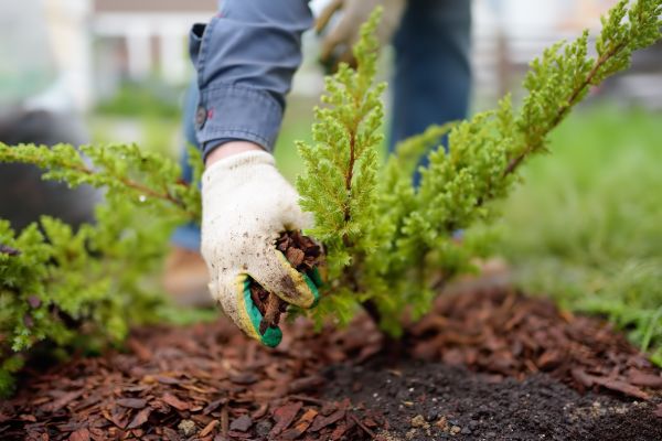 Church Mulching in Eau Claire
