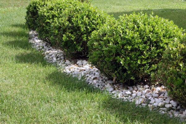 Boxwood Planting in Eau Claire