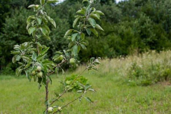 Apple Tree Planting in Eau Claire